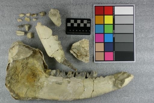 Subhyracodon sp.