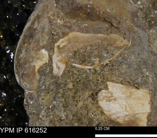 Protocardia subquadrata