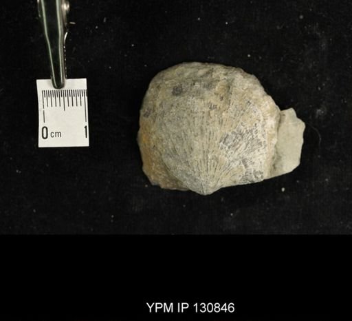 Stropheodonta sp.