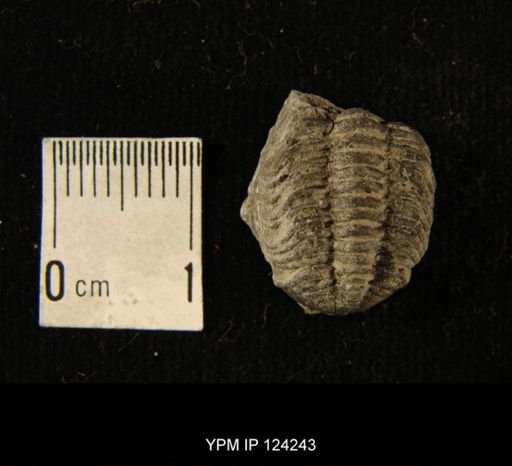 Phacops rana