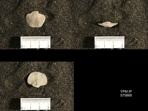 Dinorthis subquadrata
