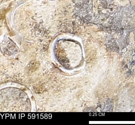 Serpulidae