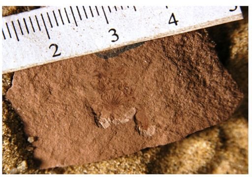 Antholithes sp.
