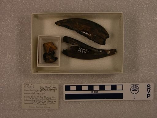 Smilodon fatalis