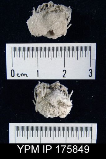 Chonosteges sp.