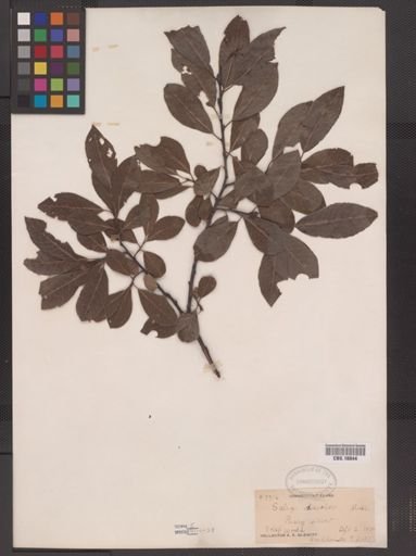 Salix discolor