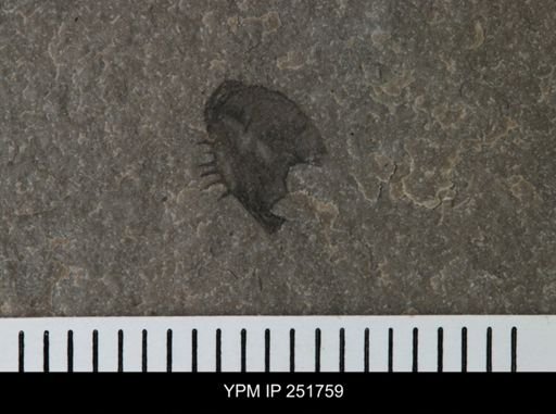 undet. Eurypterida