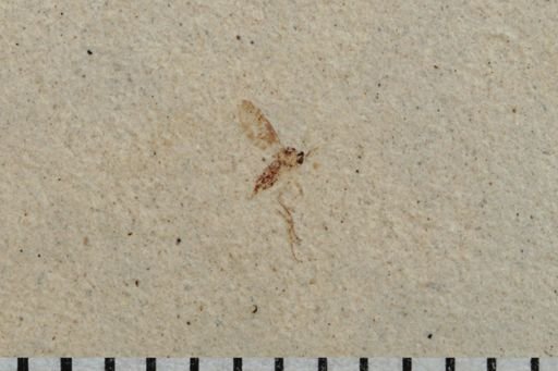 undet. Diptera