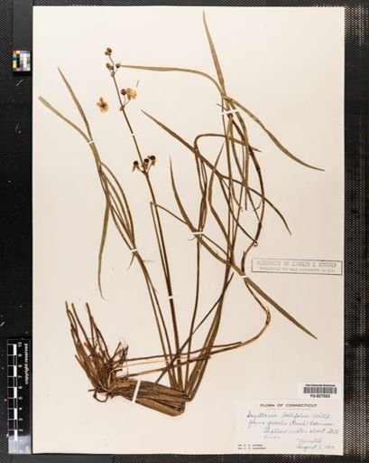 Sagittaria latifolia