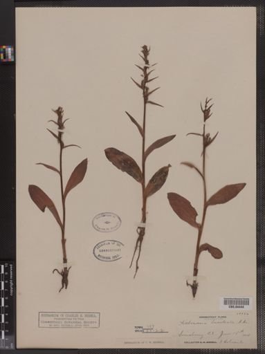 Habenaria bracteata