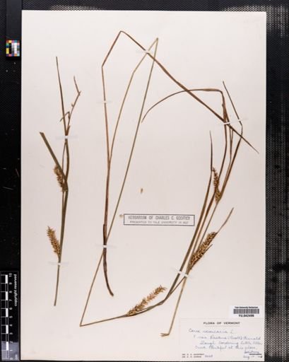 Carex vesicaria