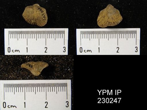 Streptorhynchus affine