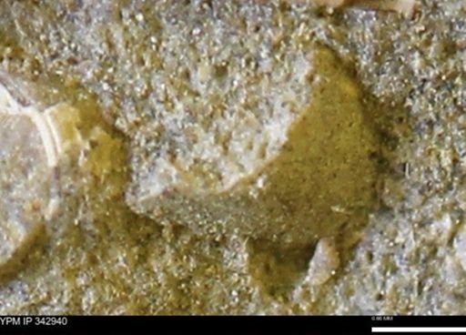 undet. Mollusca
