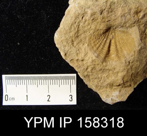 Spirifer cyclopterus