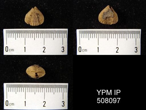 undet. Rhynchonellida