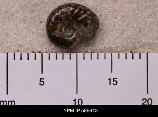 Hoploscaphites comprimus