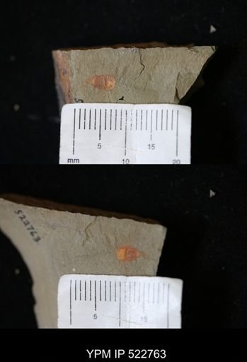Chelicerata