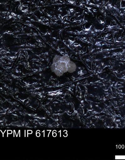 undet. Rugoglobigerinidae
