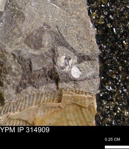 undet. Bivalvia