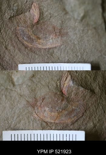 undet. Arthropoda