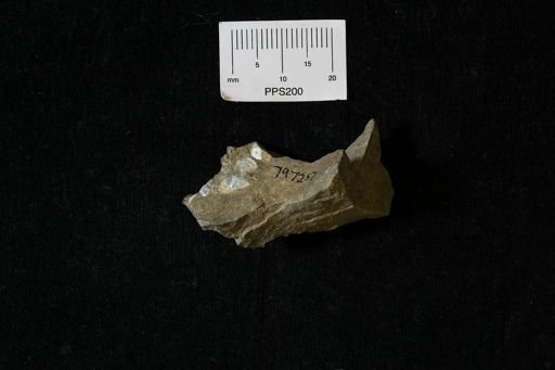 undet. Bivalvia