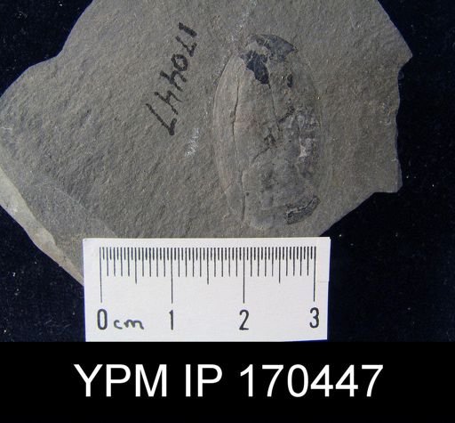 Lingula nympha