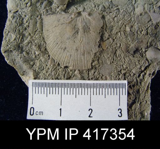 Schuchertella subplana; Hebertella fausta on slab with