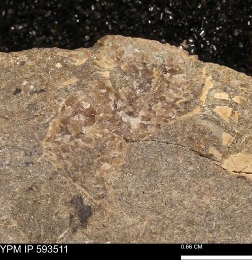 taxon undetermined