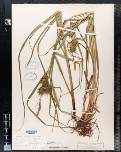 Carex lupulina
