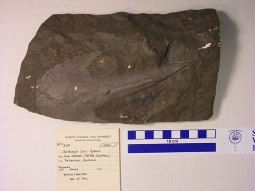 Cephalaspis lyelli