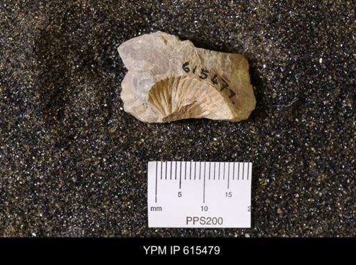 Scaphites sp.