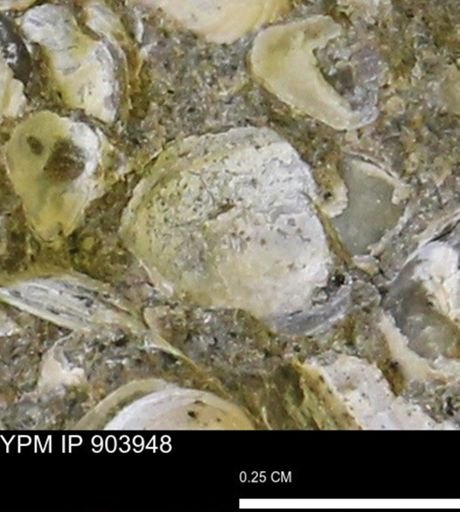 undet. Bivalvia