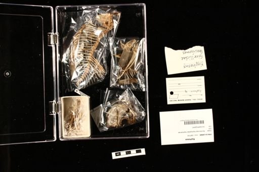 Kyphosus