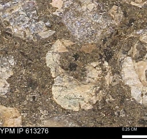 Scaphites sp.