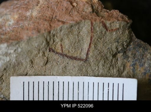 undet. Graptolithina