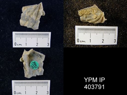 Macropleura macropleura