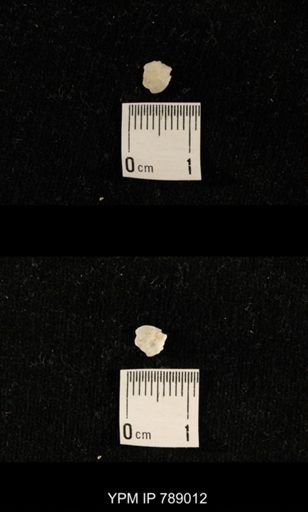 undet. Brachiopoda