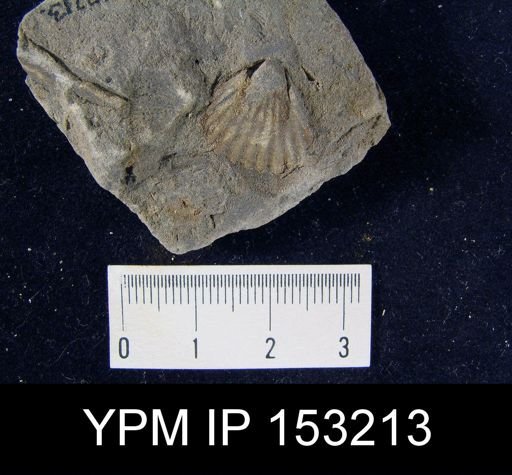 Rhynchonella daleidensis?