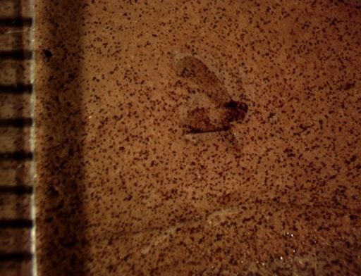 undet. Auchenorrhyncha