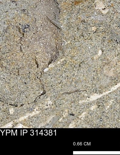 undet. Scaphopoda