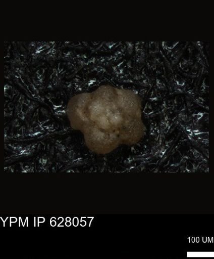 undet. Foraminiferida
