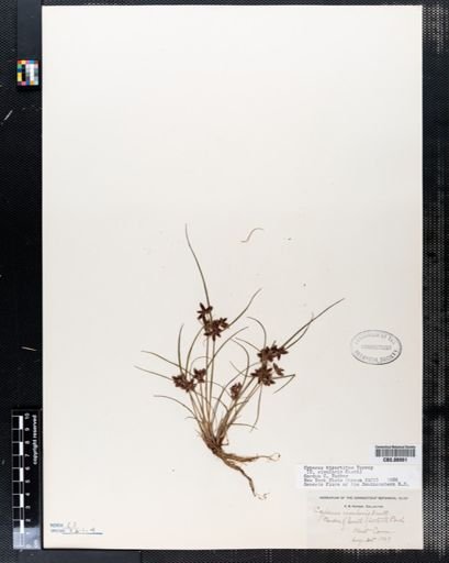 Cyperus bipartitus