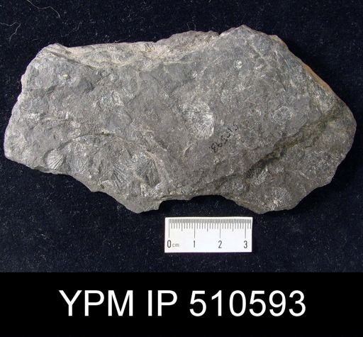 Leiorhynchus limitare