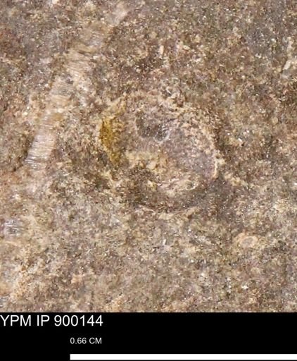 undet. Mollusca