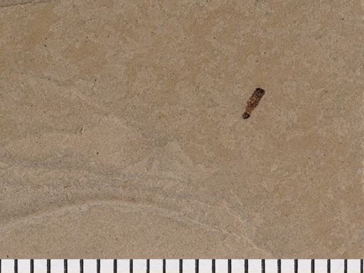 Diptera?