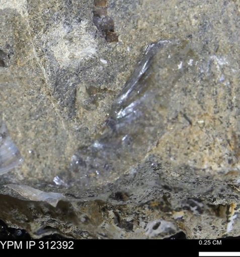 Ammonoidea?