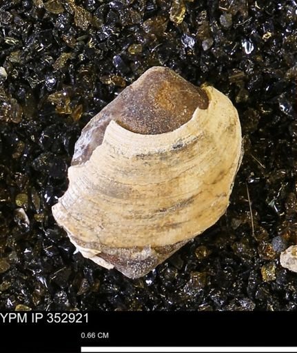 Limopsis striatopunctatus