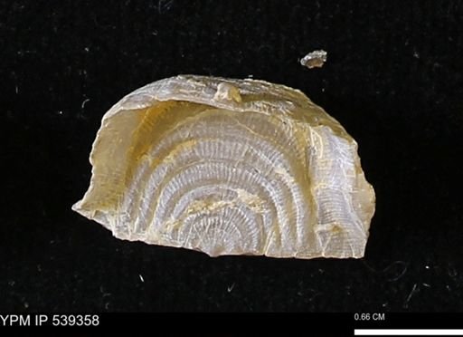 Leptaena rhomboidalis