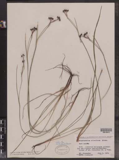 Sisyrinchium atlanticum
