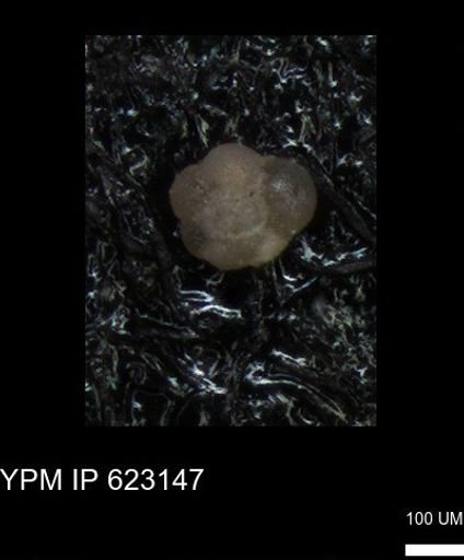 undet. Foraminiferida